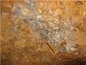 Show image 'Massive galena in Cinco Hermanos workings' in New Window